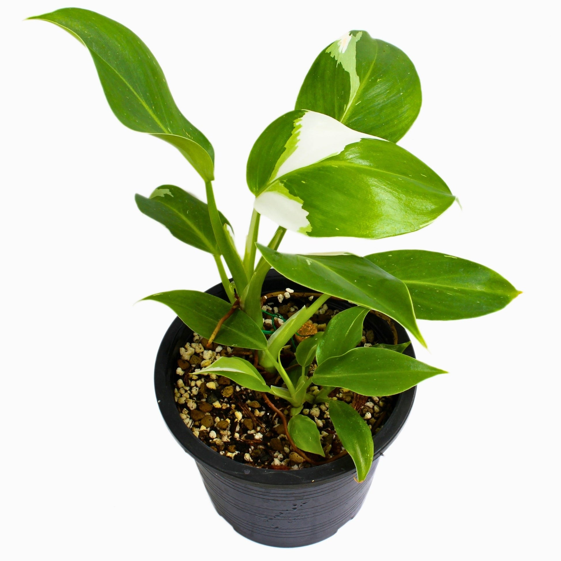 is philodendron white wizard a climber White Wizard' Philodendron – Jardineries Botanix