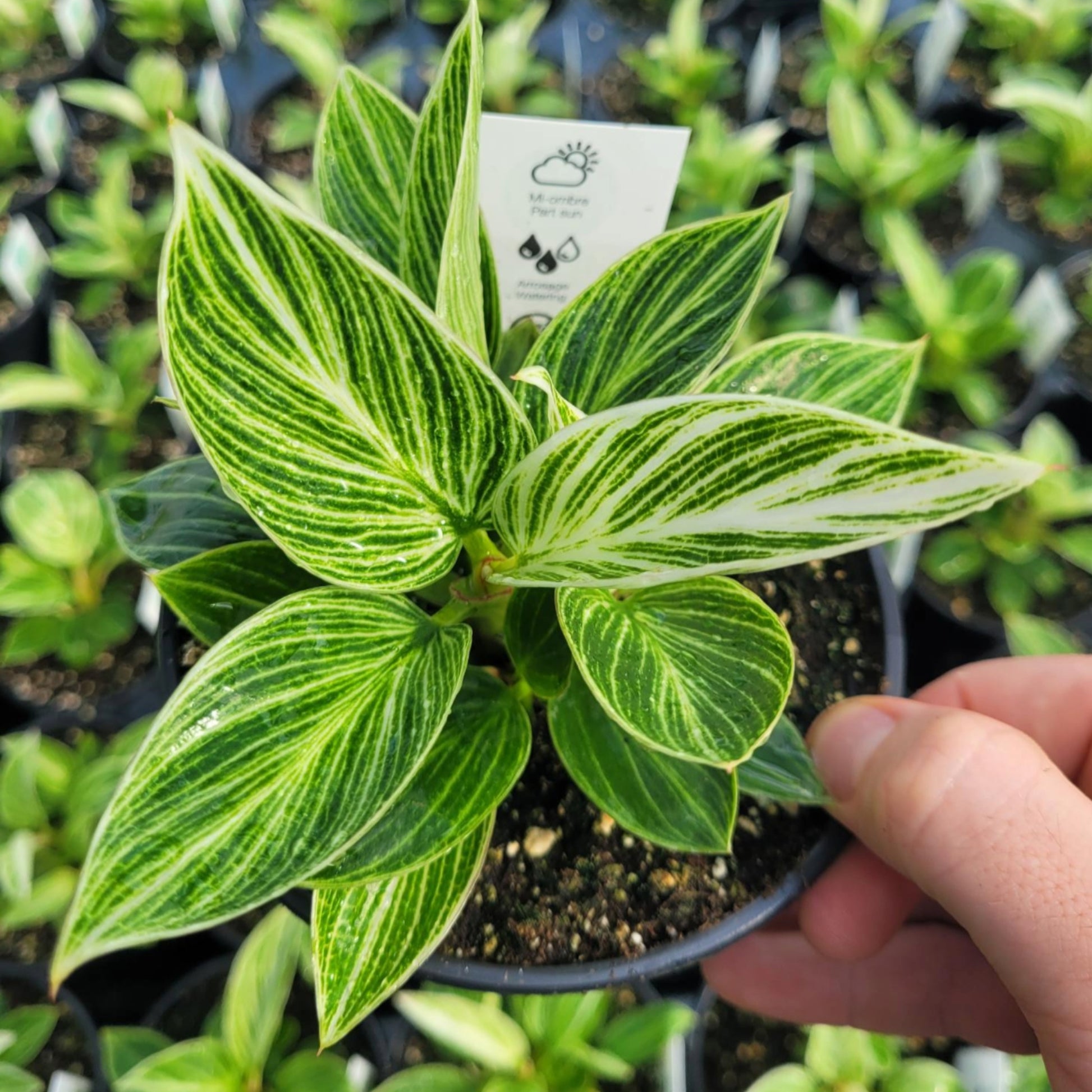 philodendron birkin temperature Philodendron 'Birkin Galaxy' – Jardineries Botanix