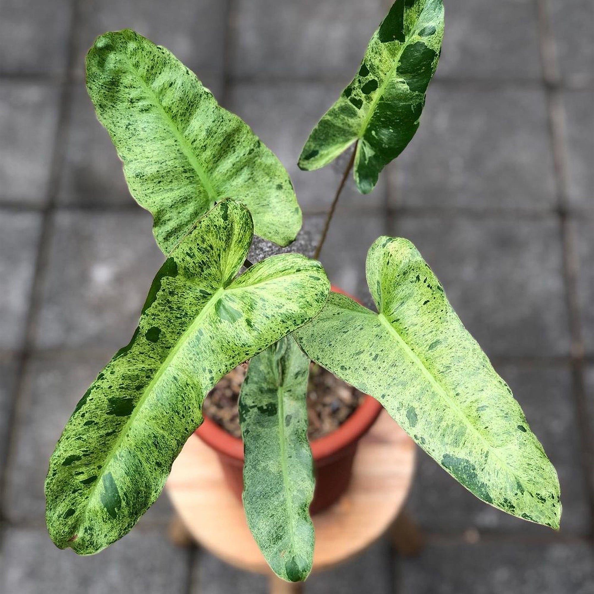 Huge Philodendron Paraiso outlet Verde | Fully Rooted | Local Supplier | Rare Tropical Plant