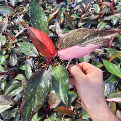 Philodendron 'Pink Princess Galaxy' Variegated