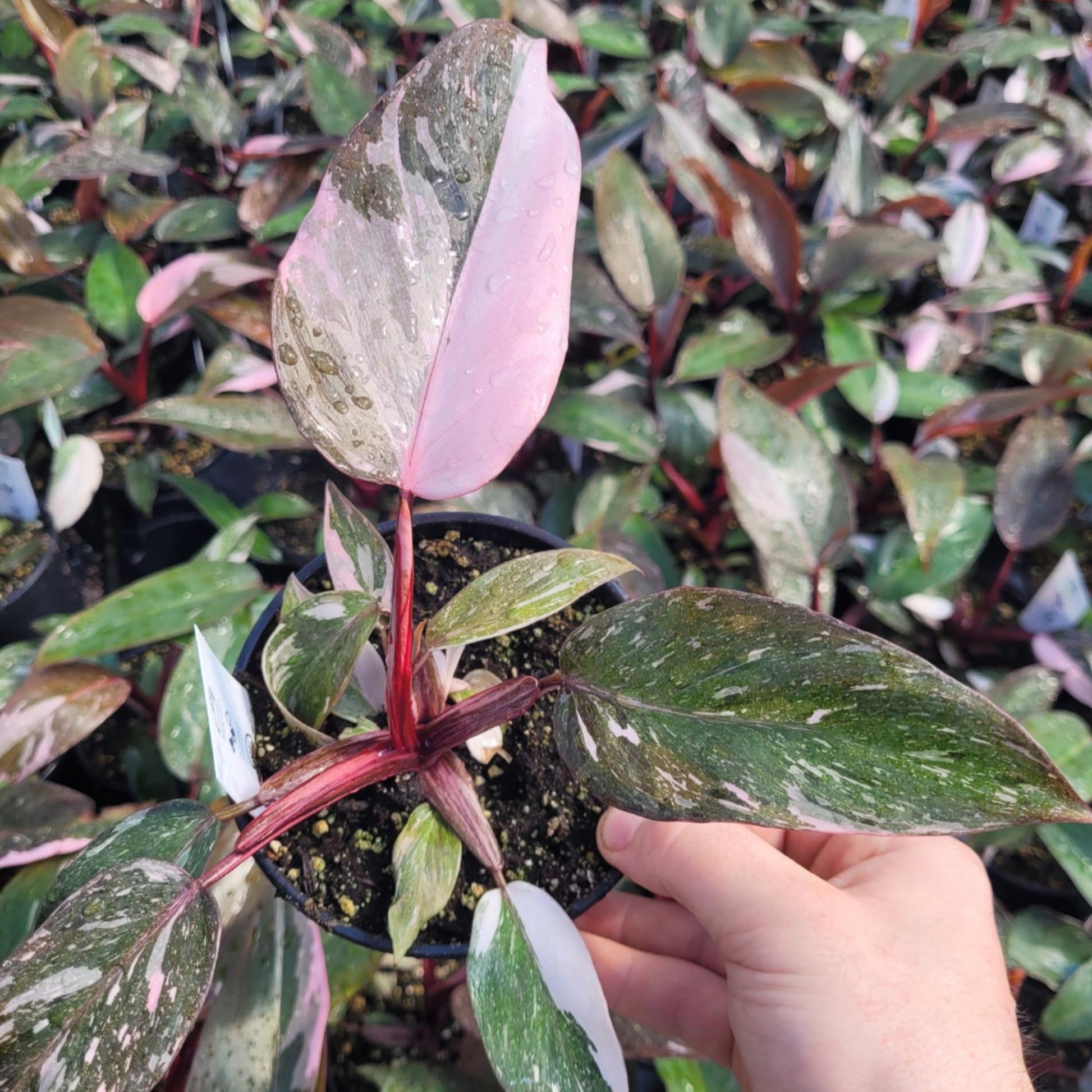 green galaxy philodendron Philodendron 'Pink Princess Galaxy' Variegated