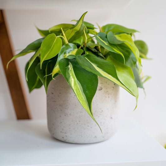 Philodendron 'Silver Stripe' - Philodendron