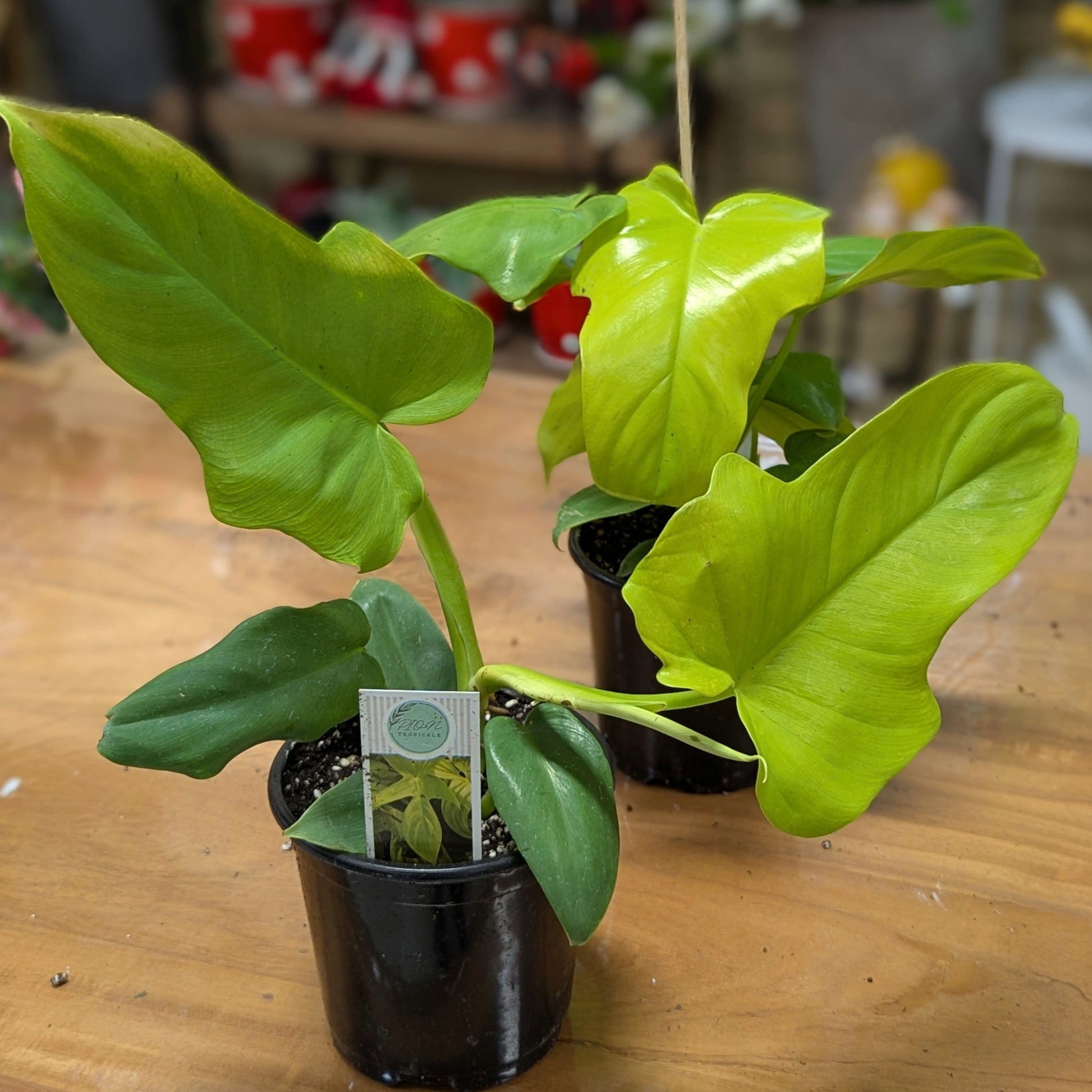 philodendron bipennifolium yellow violin Philodendron 'Golden Violin' | Unique Yellow Foliage