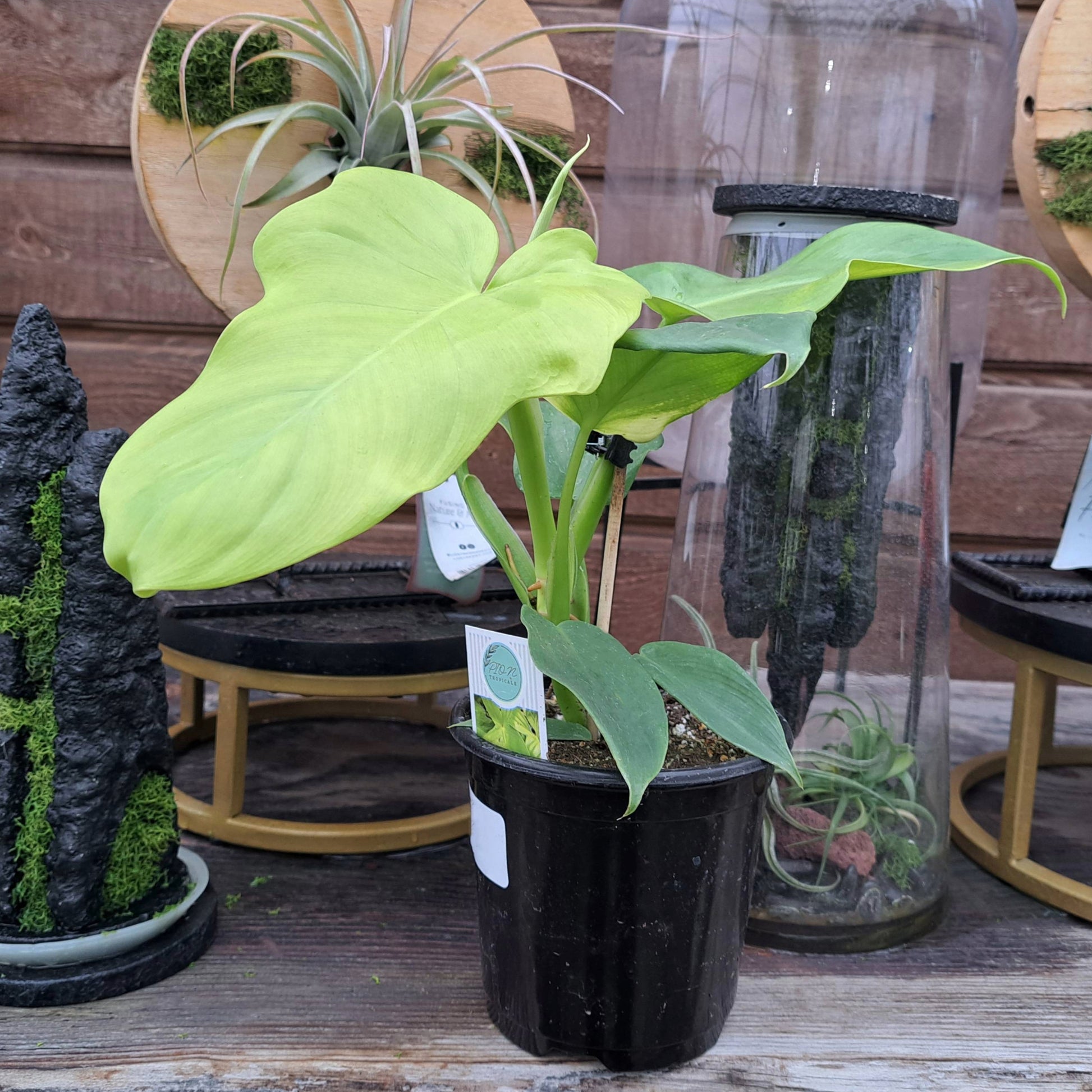 philodendron bipennifolium yellow violin Philodendron 'Golden Violin' | Unique Yellow Foliage