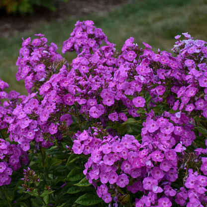 GARDEN GIRLS™ Cover Girl Tall Garden Phlox