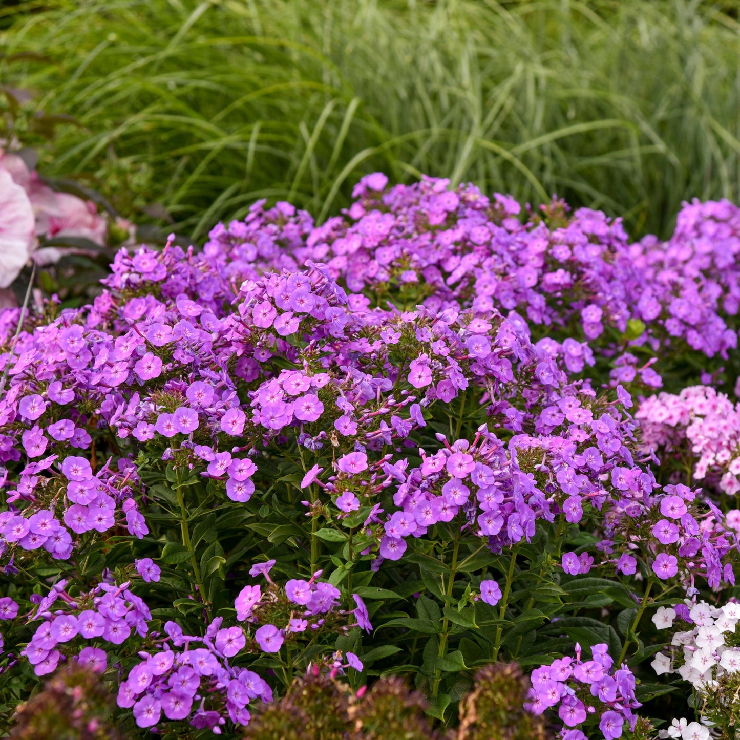 GARDEN GIRLS™ Cover Girl Tall Garden Phlox