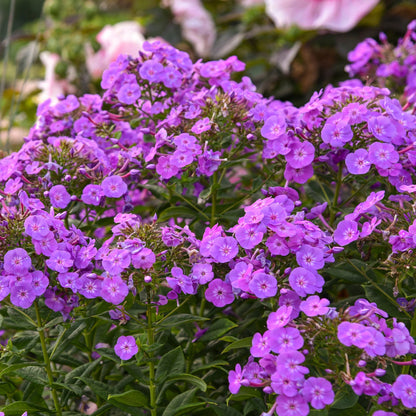 GARDEN GIRLS™ Cover Girl Tall Garden Phlox