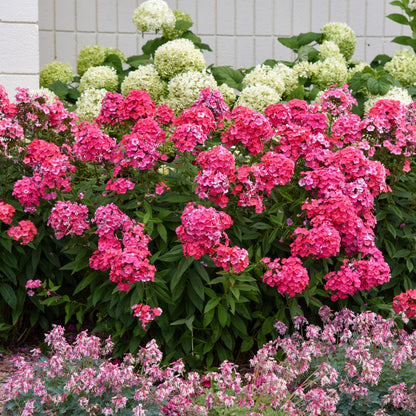 GARDEN GIRLS™ Glamour Girl Tall Garden Phlox