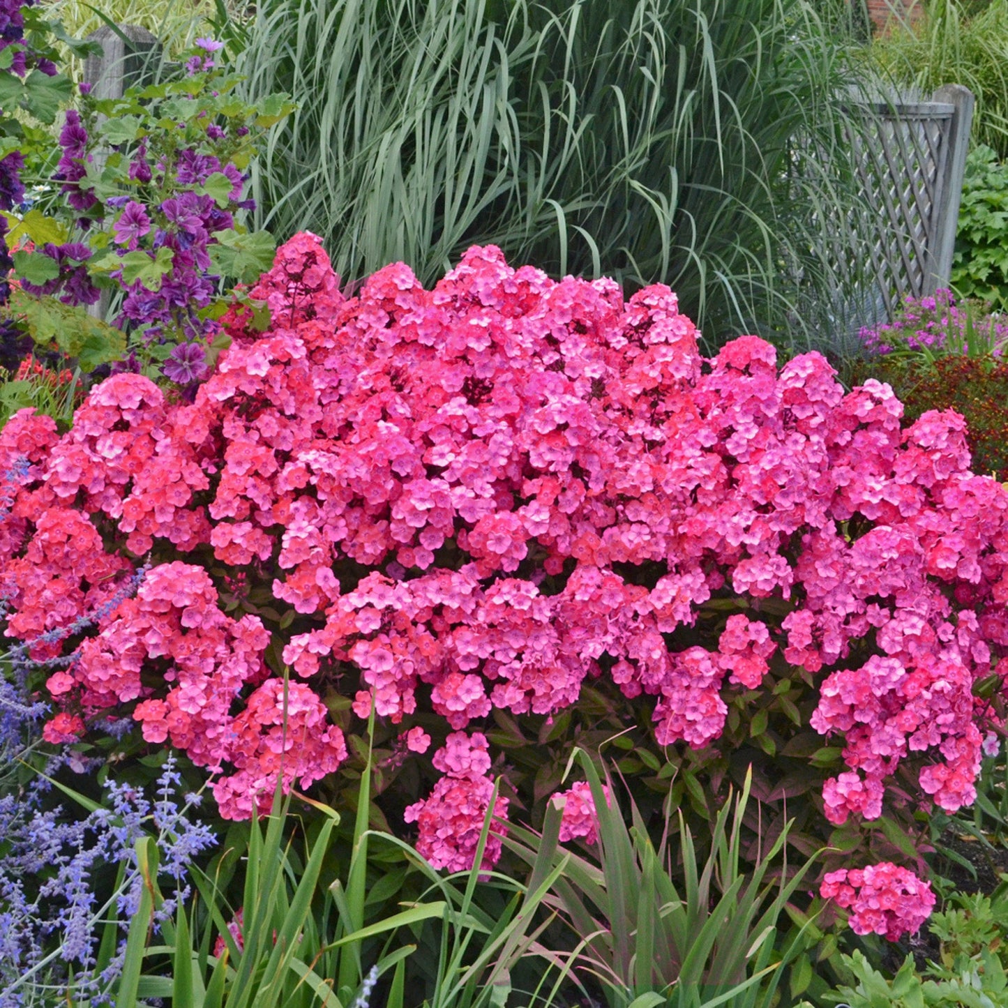 GARDEN GIRLS™ Glamour Girl Tall Garden Phlox