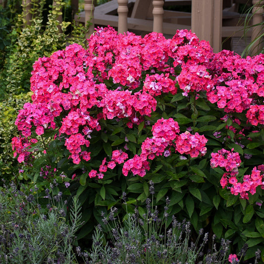 GARDEN GIRLS™ Glamour Girl Tall Garden Phlox