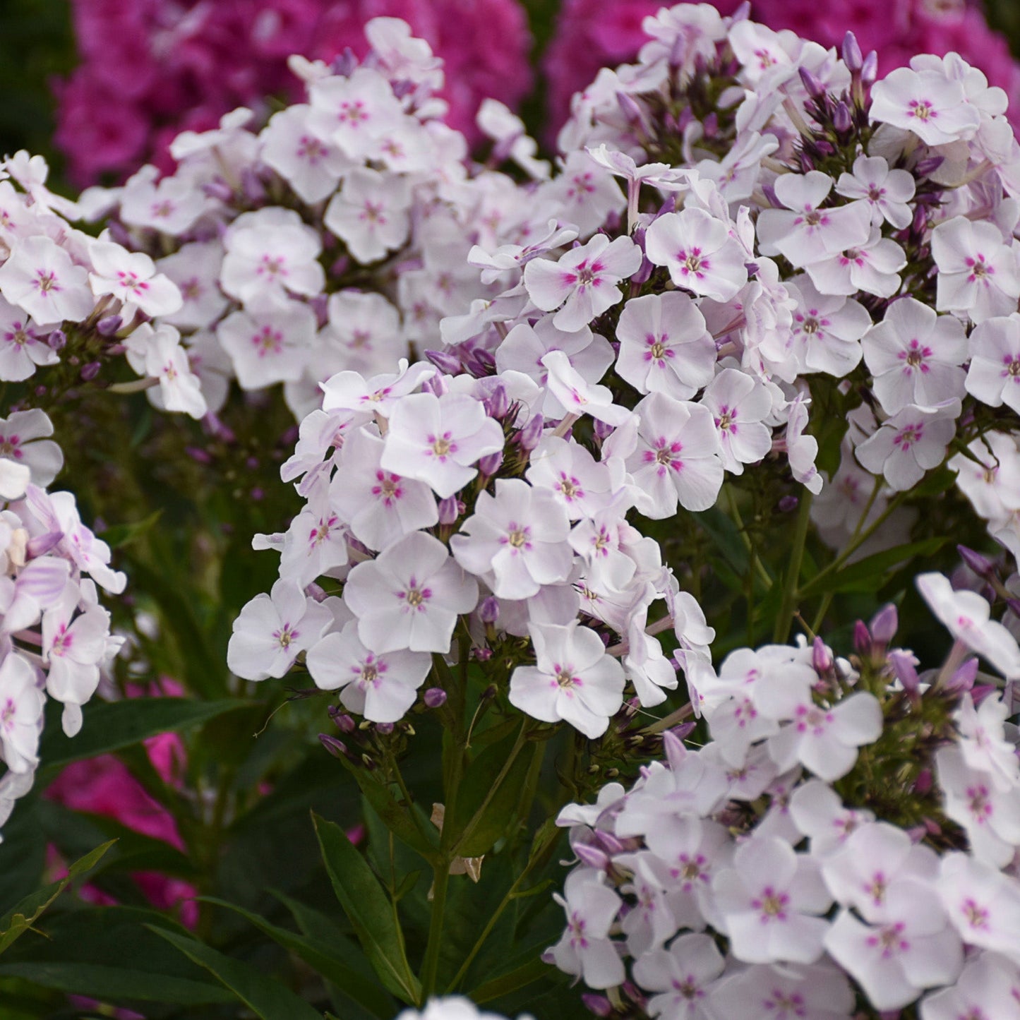 GARDEN GIRLS™ Party Girl Tall Garden Phlox