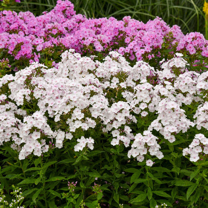 GARDEN GIRLS™ Party Girl Tall Garden Phlox