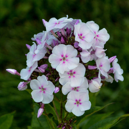 GARDEN GIRLS™ Party Girl Tall Garden Phlox