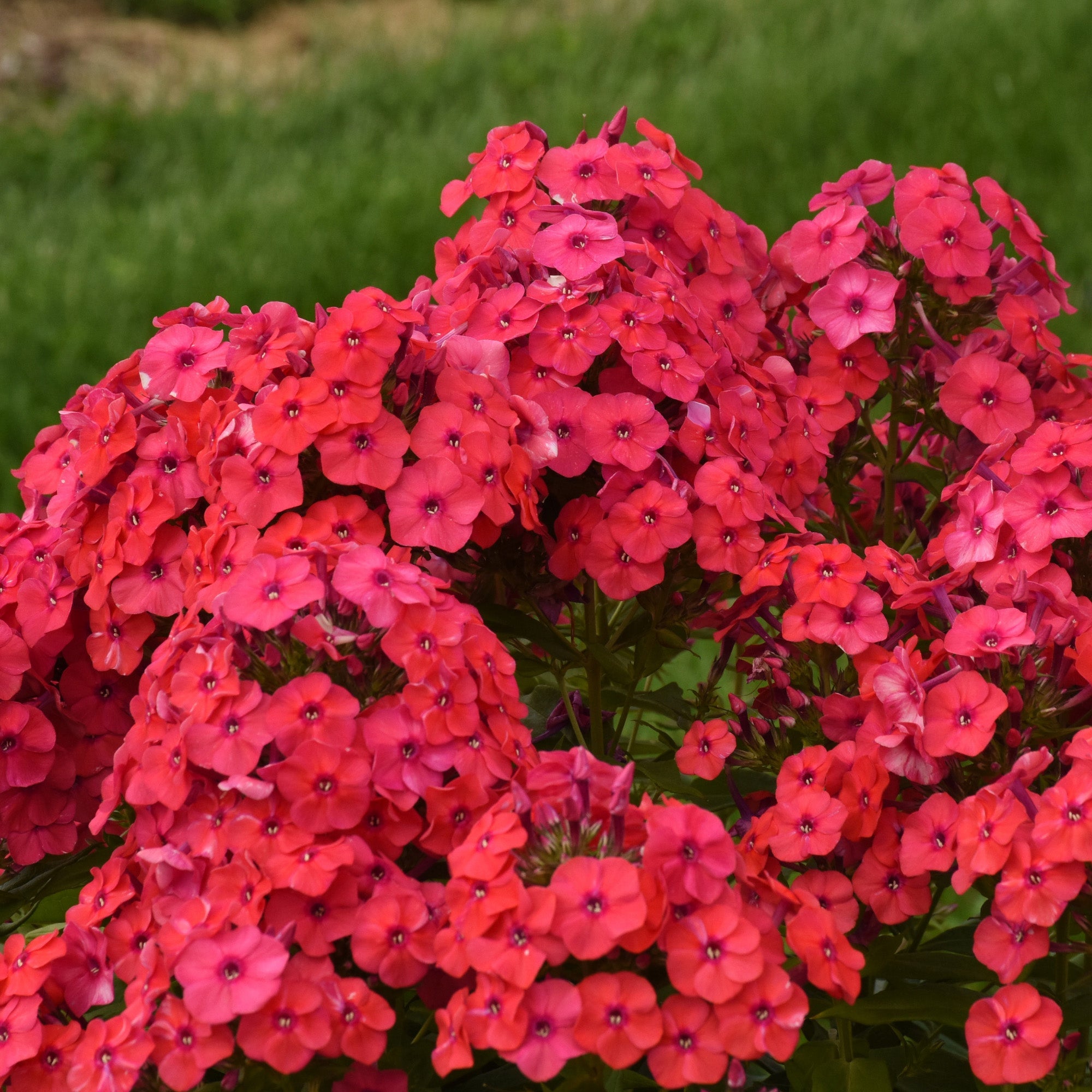 Phlox des Jardins LUMINARY® Sunset Coral – Jardineries Botanix