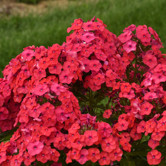 LUMINARY® Sunset Coral Tall Garden Phlox