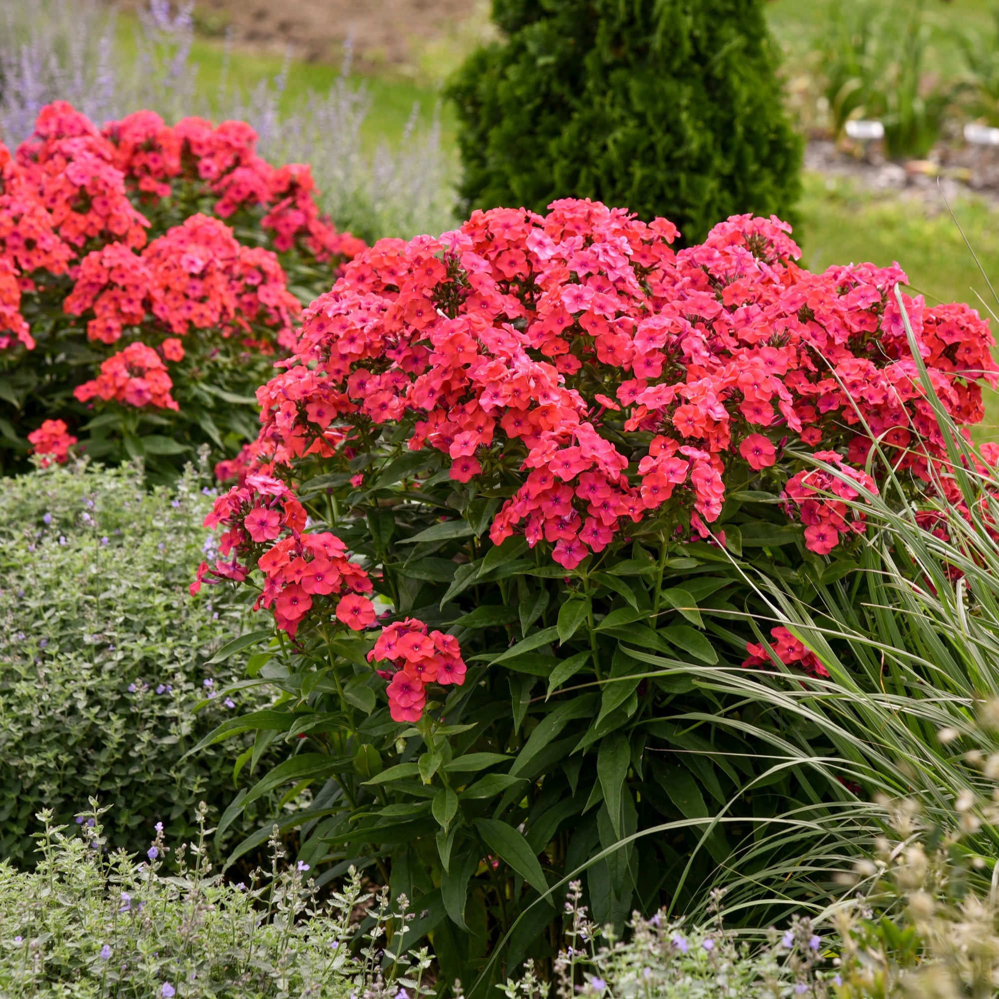 Phlox des Jardins LUMINARY® Sunset Coral – Jardineries Botanix