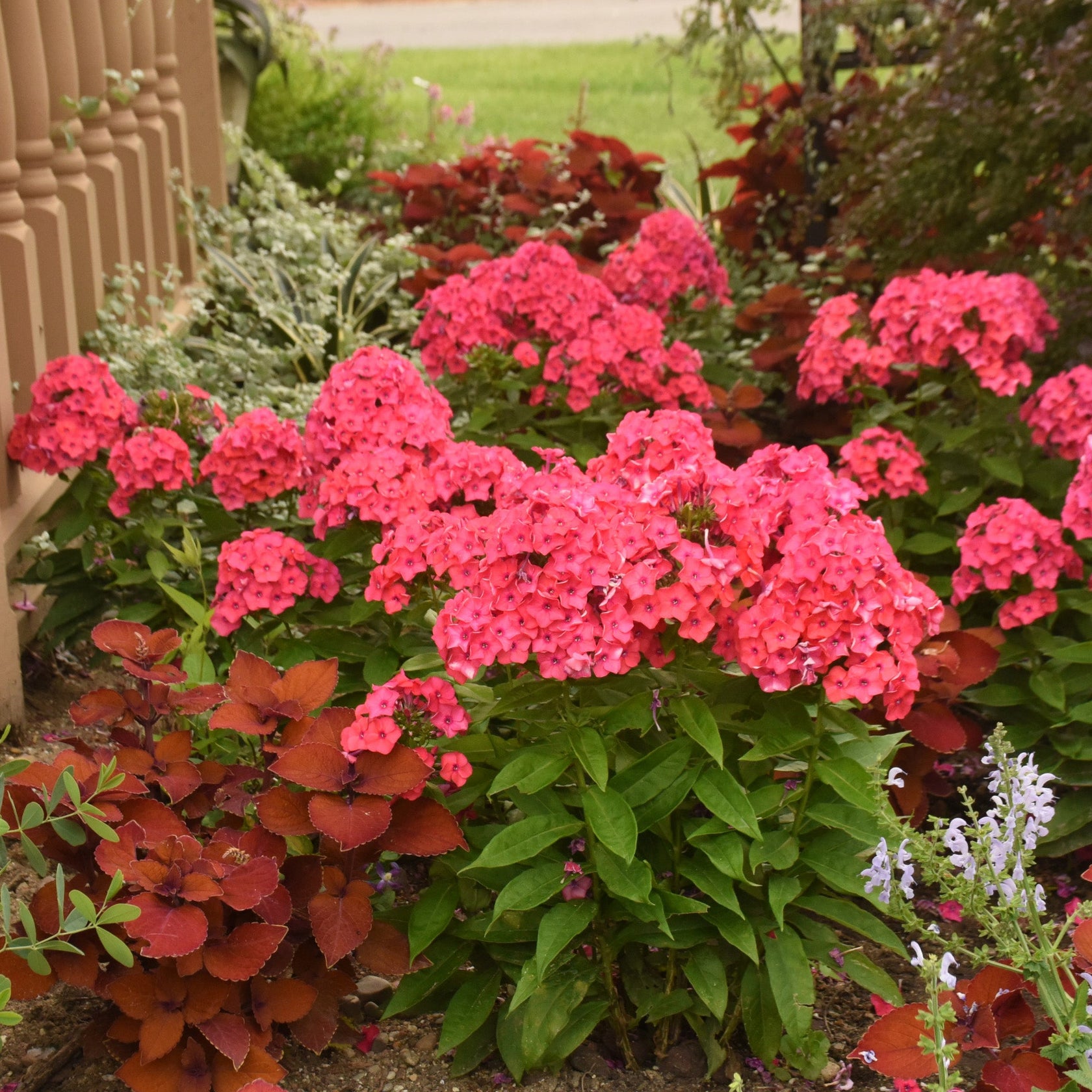 Phlox des Jardins LUMINARY® Sunset Coral – Jardineries Botanix