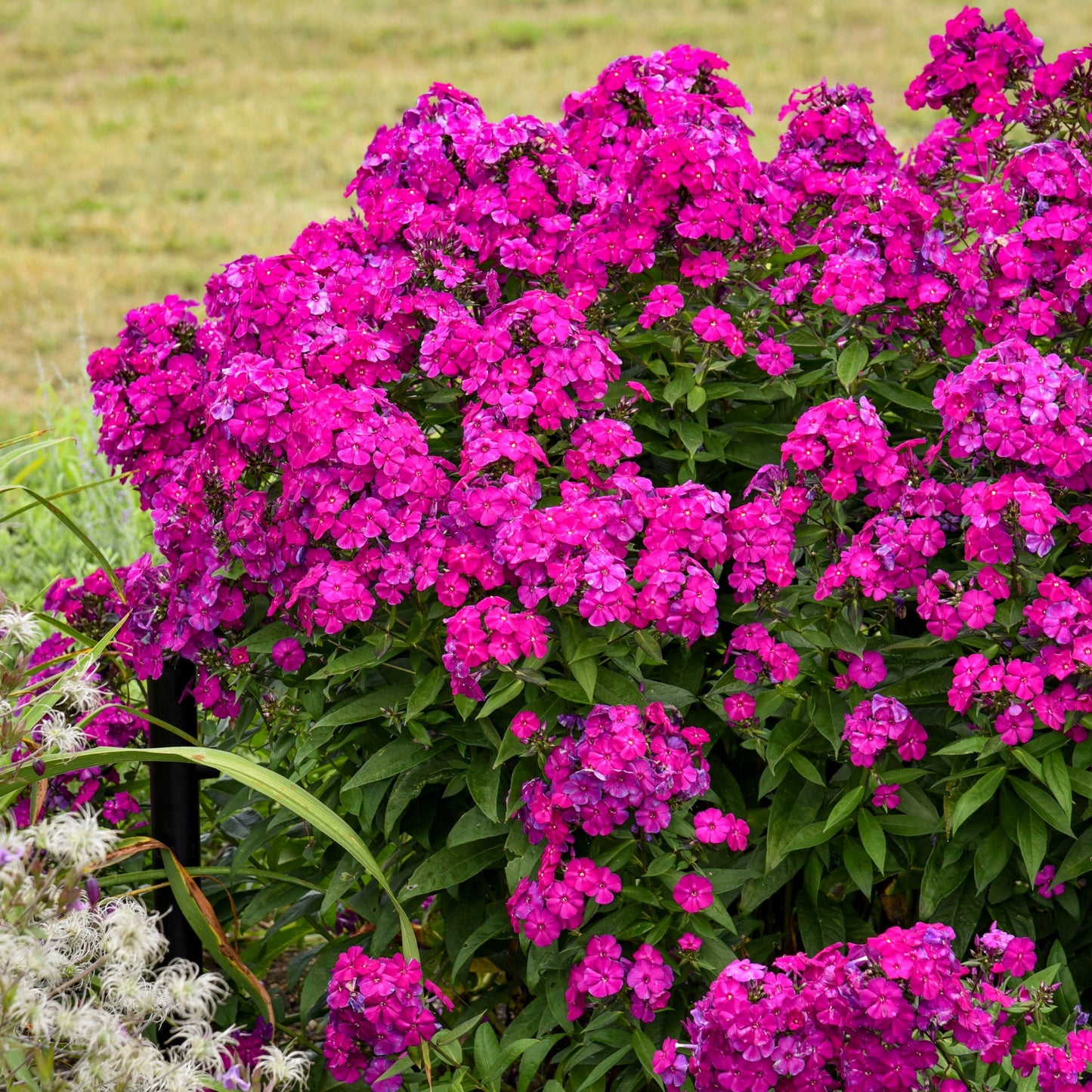 Phlox des Jardins LUMINARY® Ultraviolet