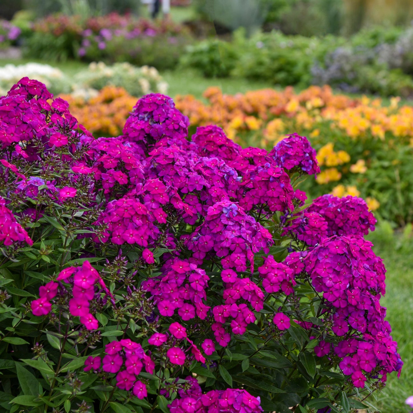 LUMINARY® Ultraviolet Tall Garden Phlox