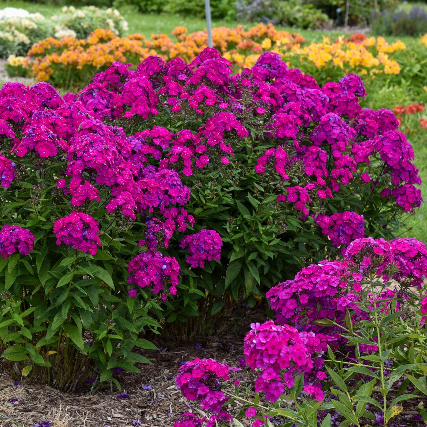 Phlox des Jardins LUMINARY® Ultraviolet