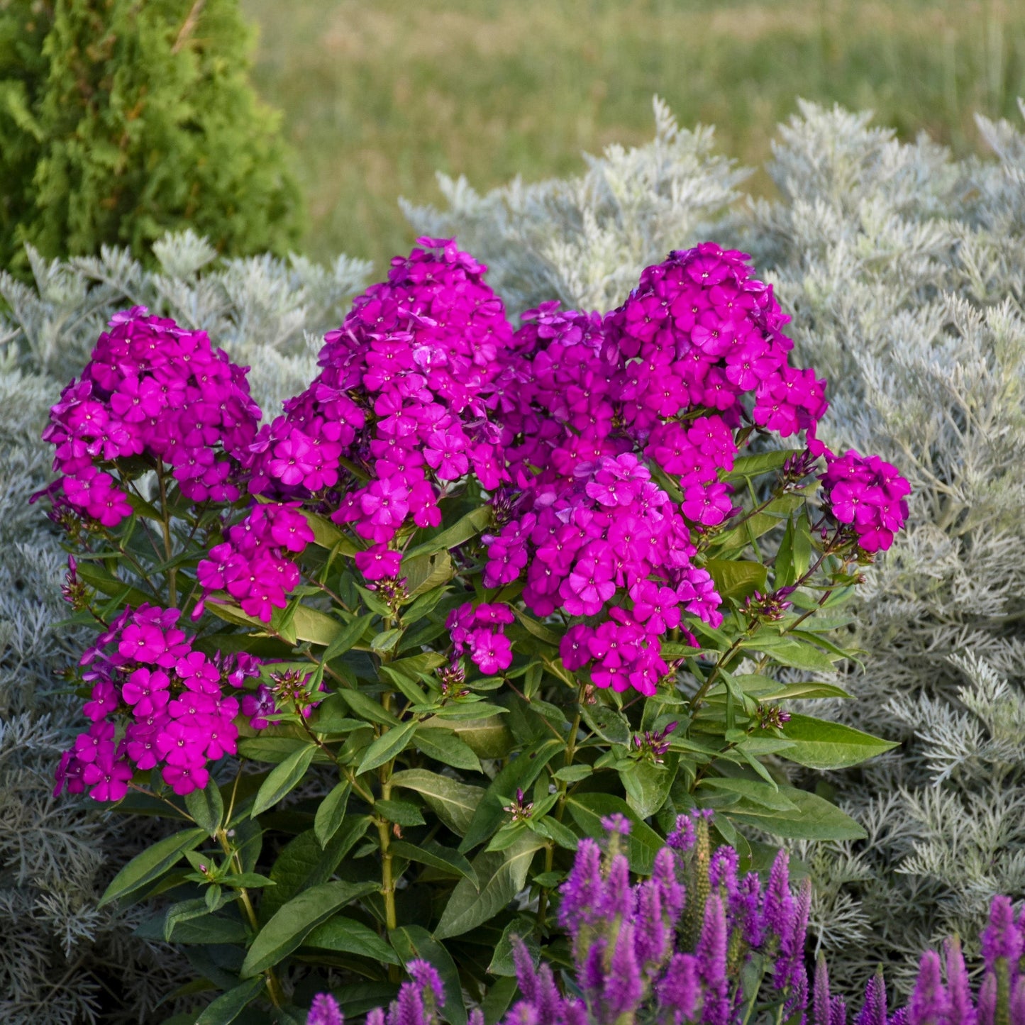 Phlox des Jardins LUMINARY® Ultraviolet