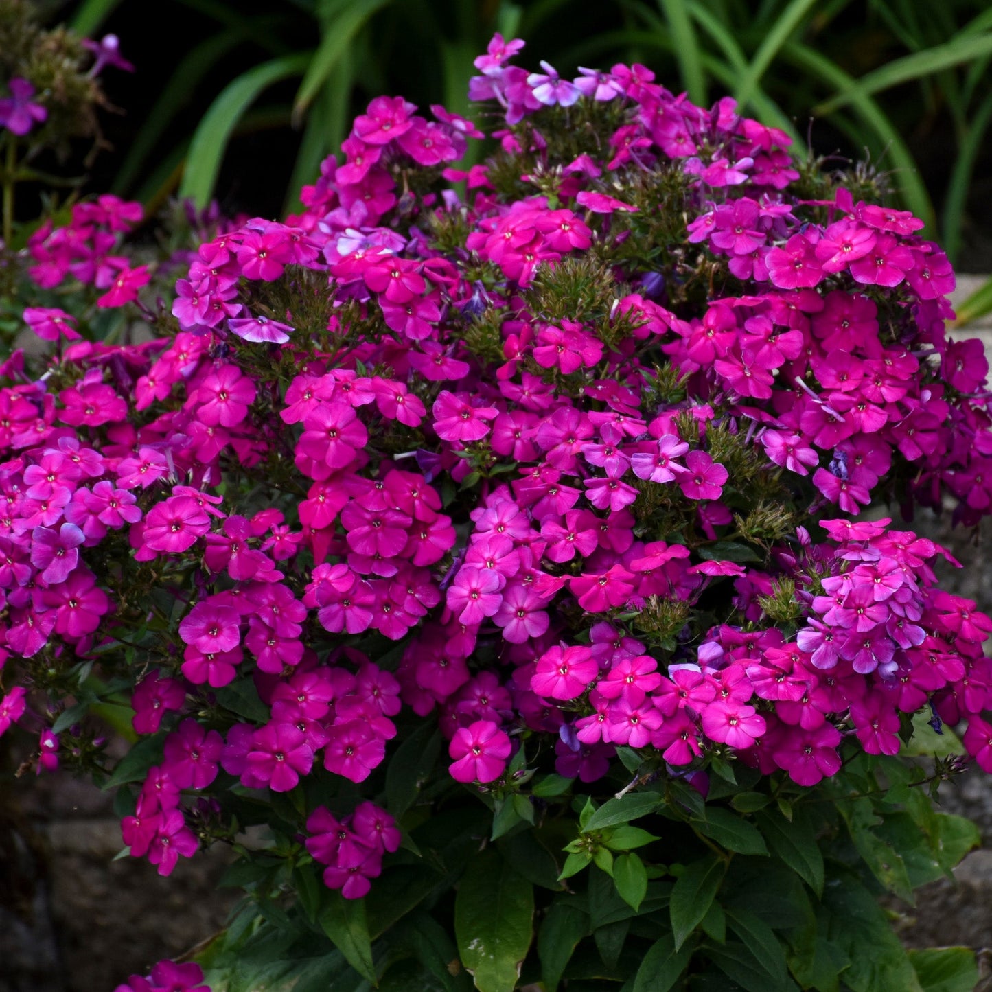 LUMINARY® Ultraviolet Tall Garden Phlox