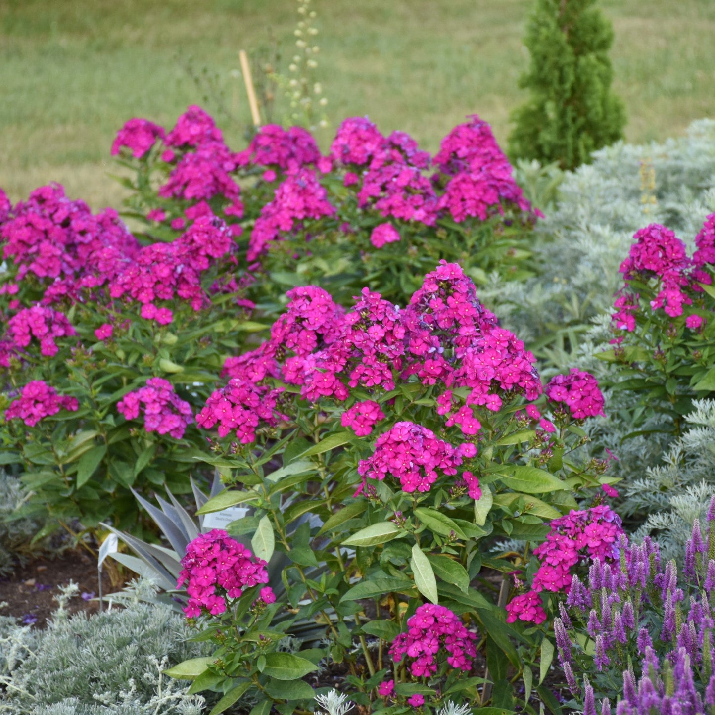 LUMINARY® Ultraviolet Tall Garden Phlox