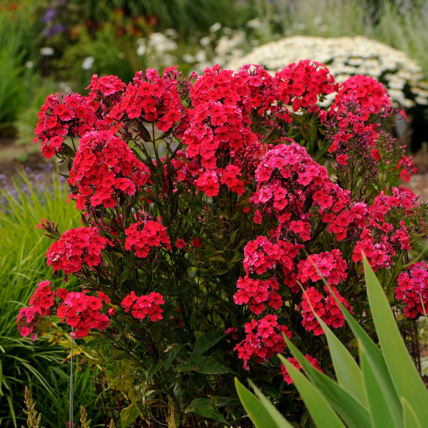 Phlox des Jardins 'Red Riding Hood'