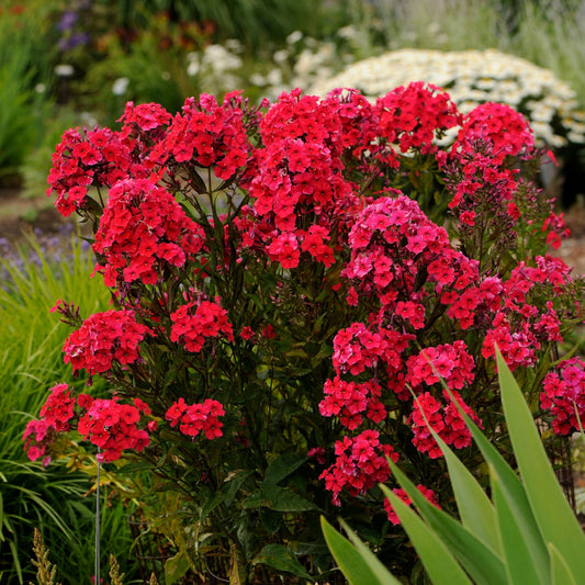 Red Riding Hood' Tall Garden Phlox