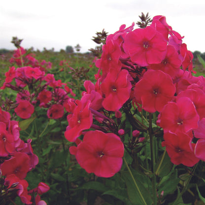 Phlox des Jardins 'Red Riding Hood'