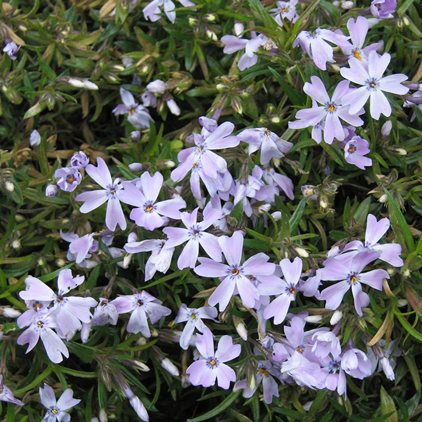 Phlox Rampant 'Blue Emerald'