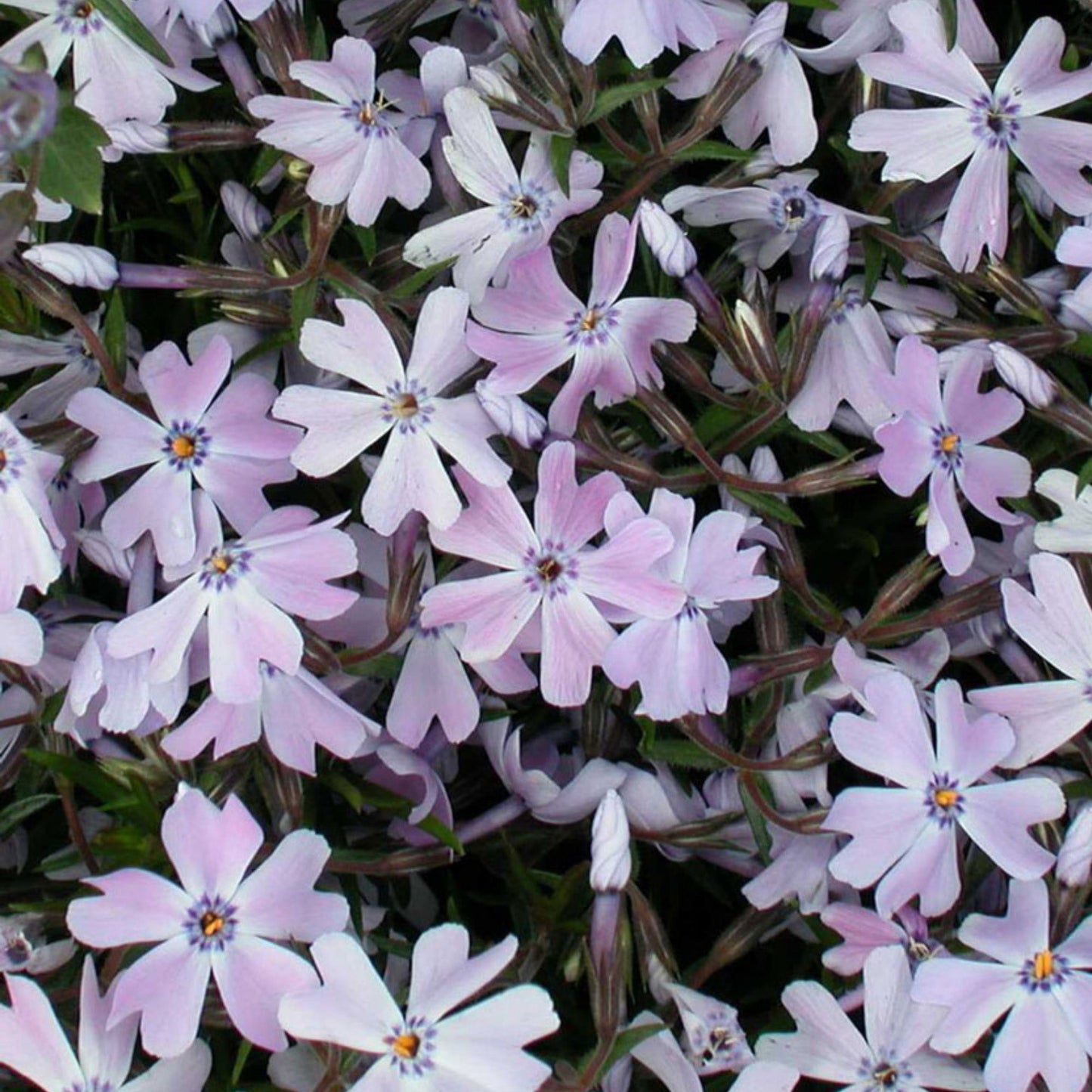 Blue Emerald' Creeping Phlox