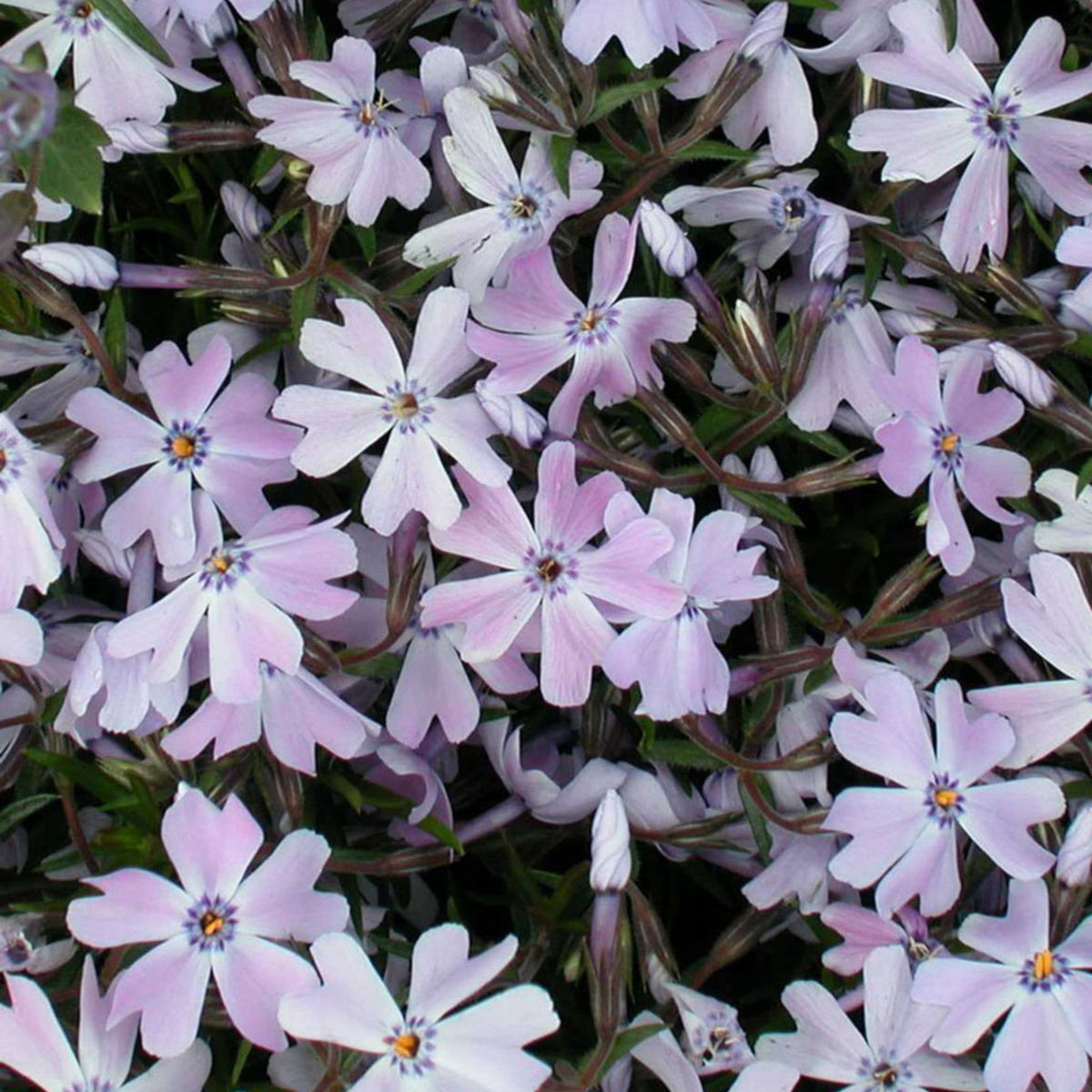 Blue Emerald' Creeping Phlox – Jardineries Botanix