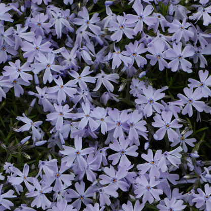 Phlox Rampant 'Blue Emerald'