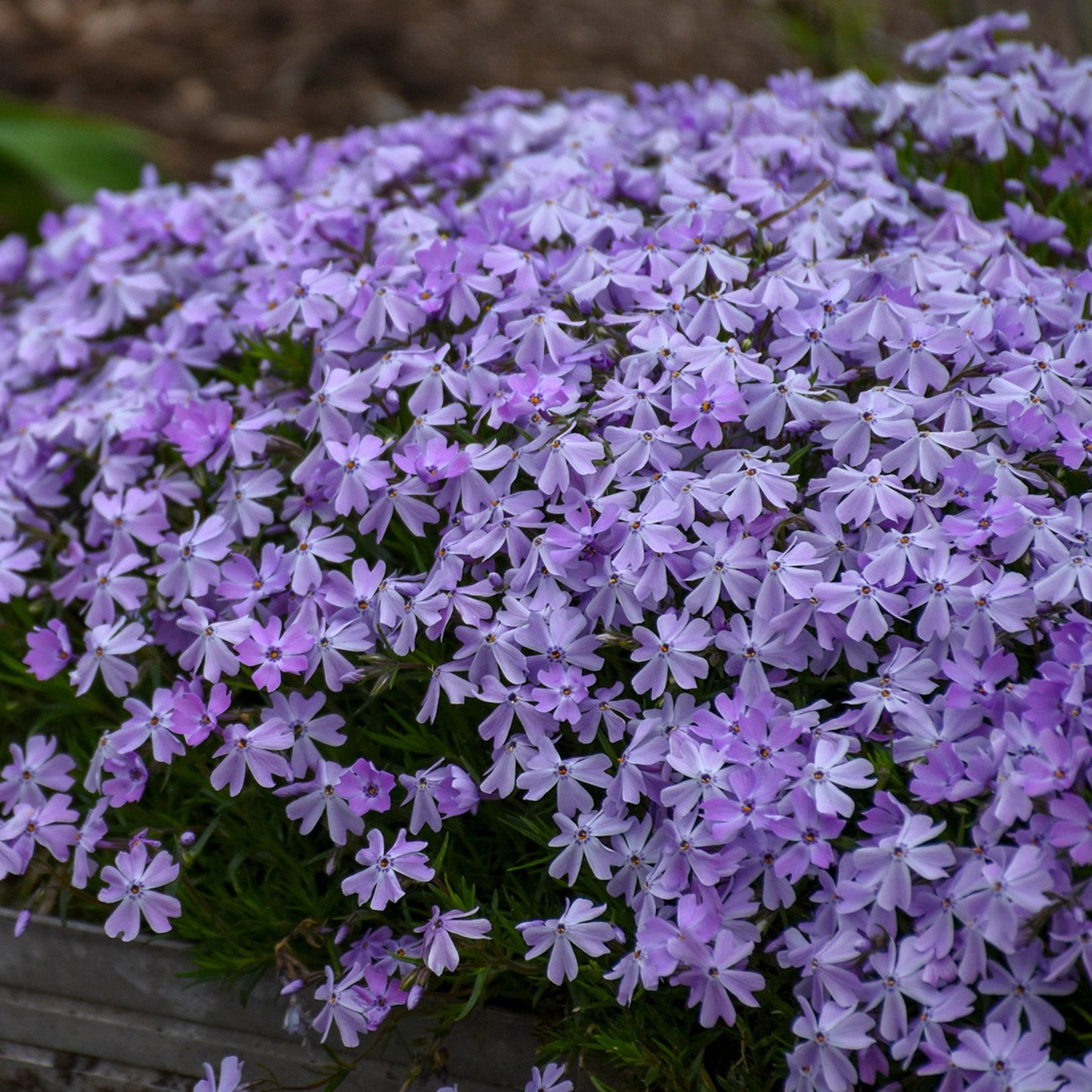 Phlox Rampant 'Blue Emerald'