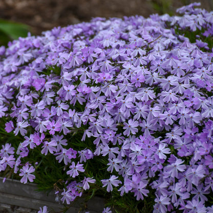 Phlox Rampant 'Blue Emerald'