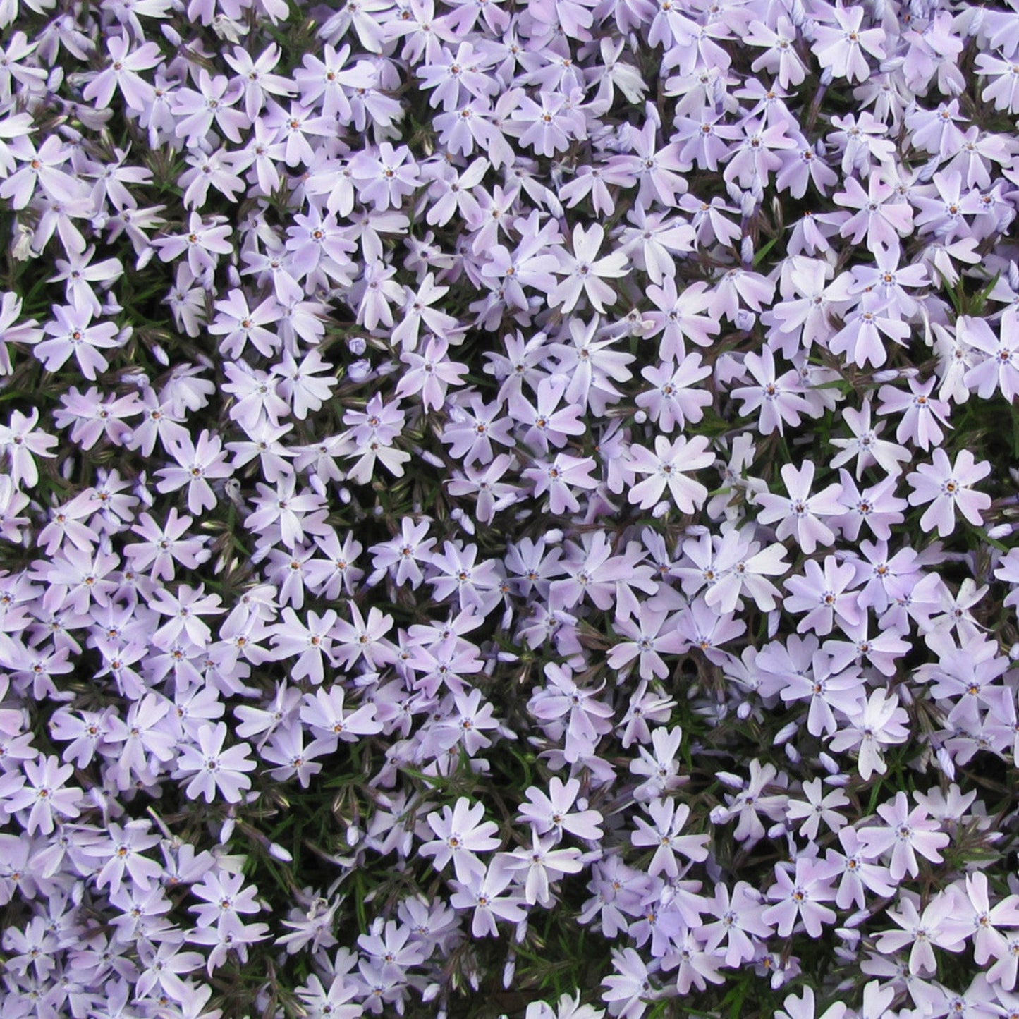 Phlox Rampant 'Blue Emerald'