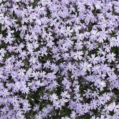 Blue Emerald' Creeping Phlox