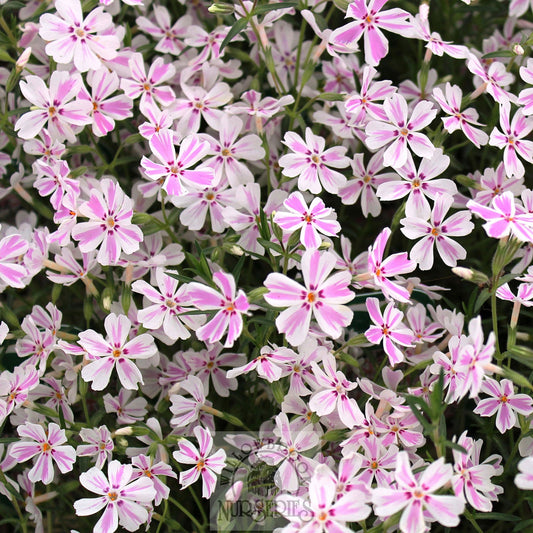 Candy Stripe' Creeping Phlox