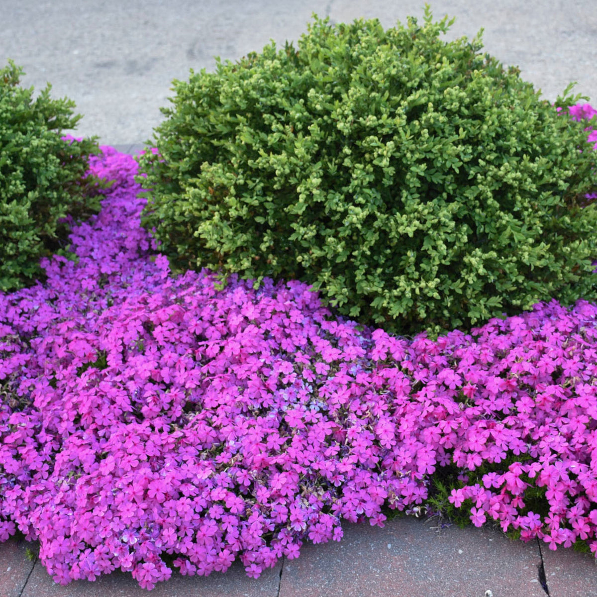 Un tapis rose vibrant | Phlox rampant 'Drummond's Pink' | Phlox ...