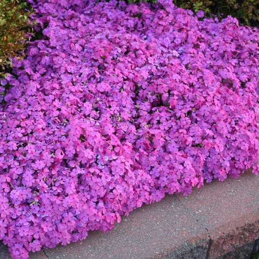 Phlox Rampant  'Drummond's Pink'