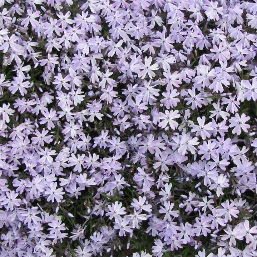 Phlox Rampant EARLY SPRING™ Blue – Jardineries Botanix