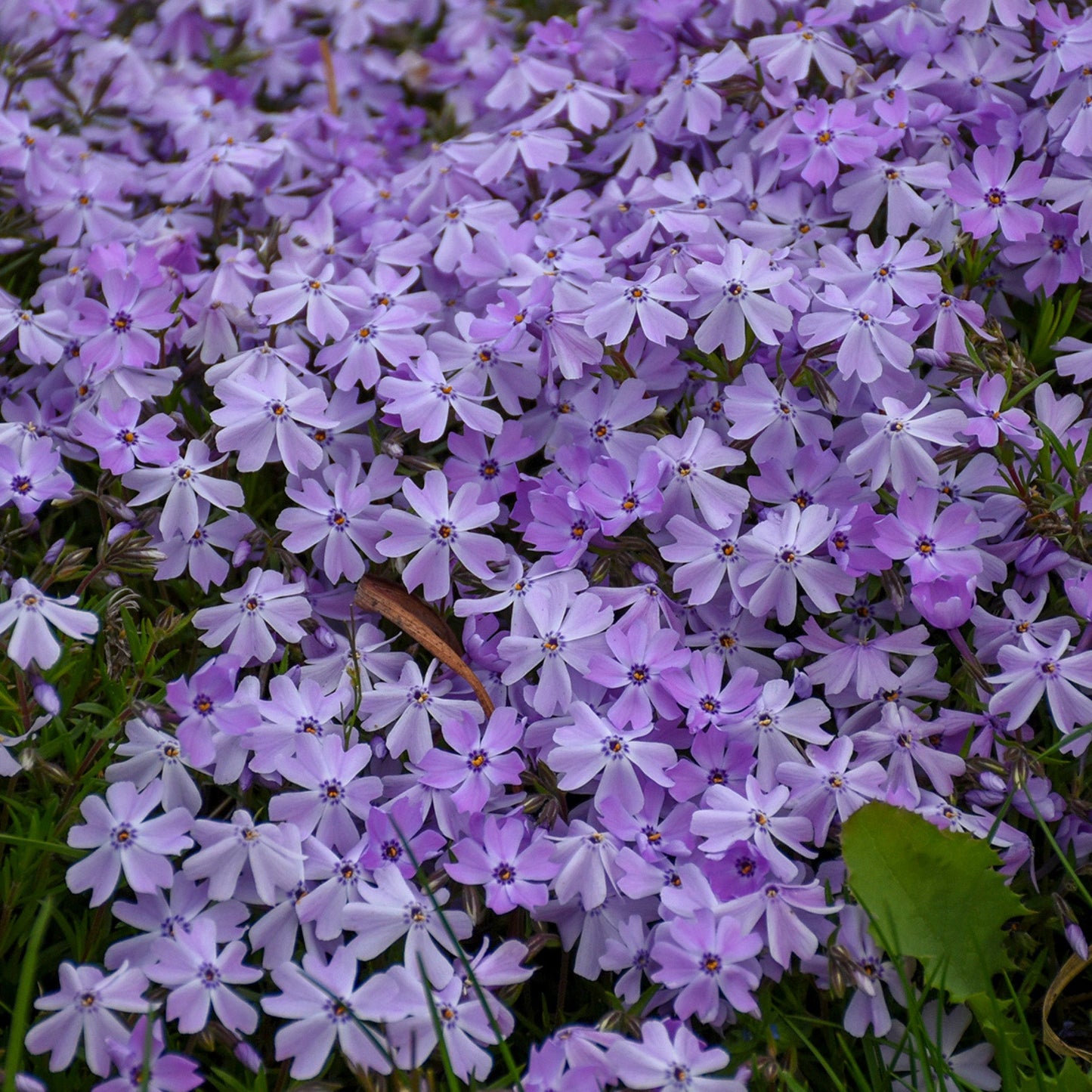 EARLY SPRING™ Blue Creeping Phlox