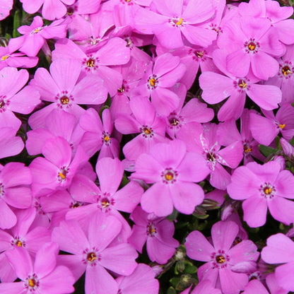 Emerald Pink' Creeping Phlox