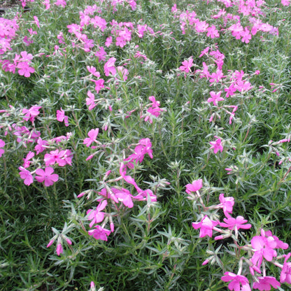 Emerald Pink' Creeping Phlox