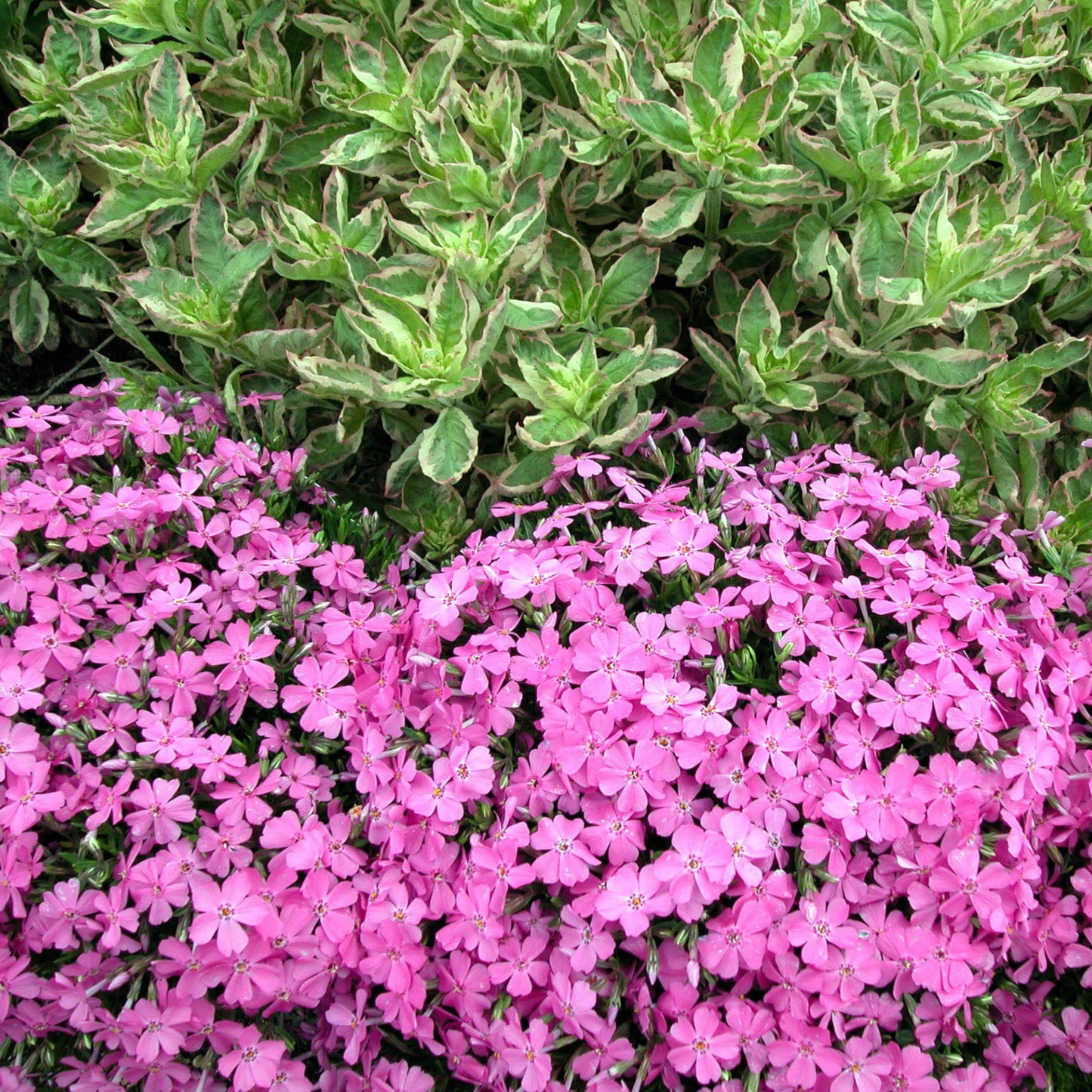 Emerald Pink' Creeping Phlox