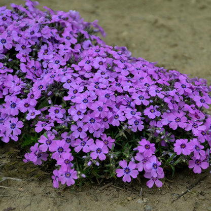 Eye Shadow' Creeping Phlox