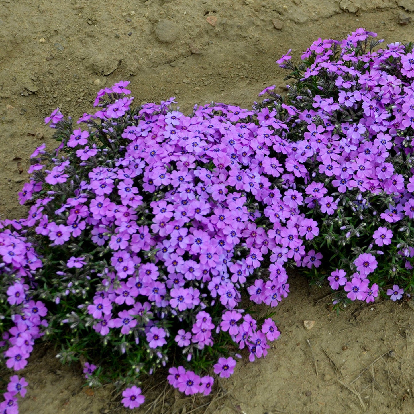 Eye Shadow' Creeping Phlox