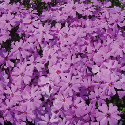 Phlox Rampant 'Fort Hill'