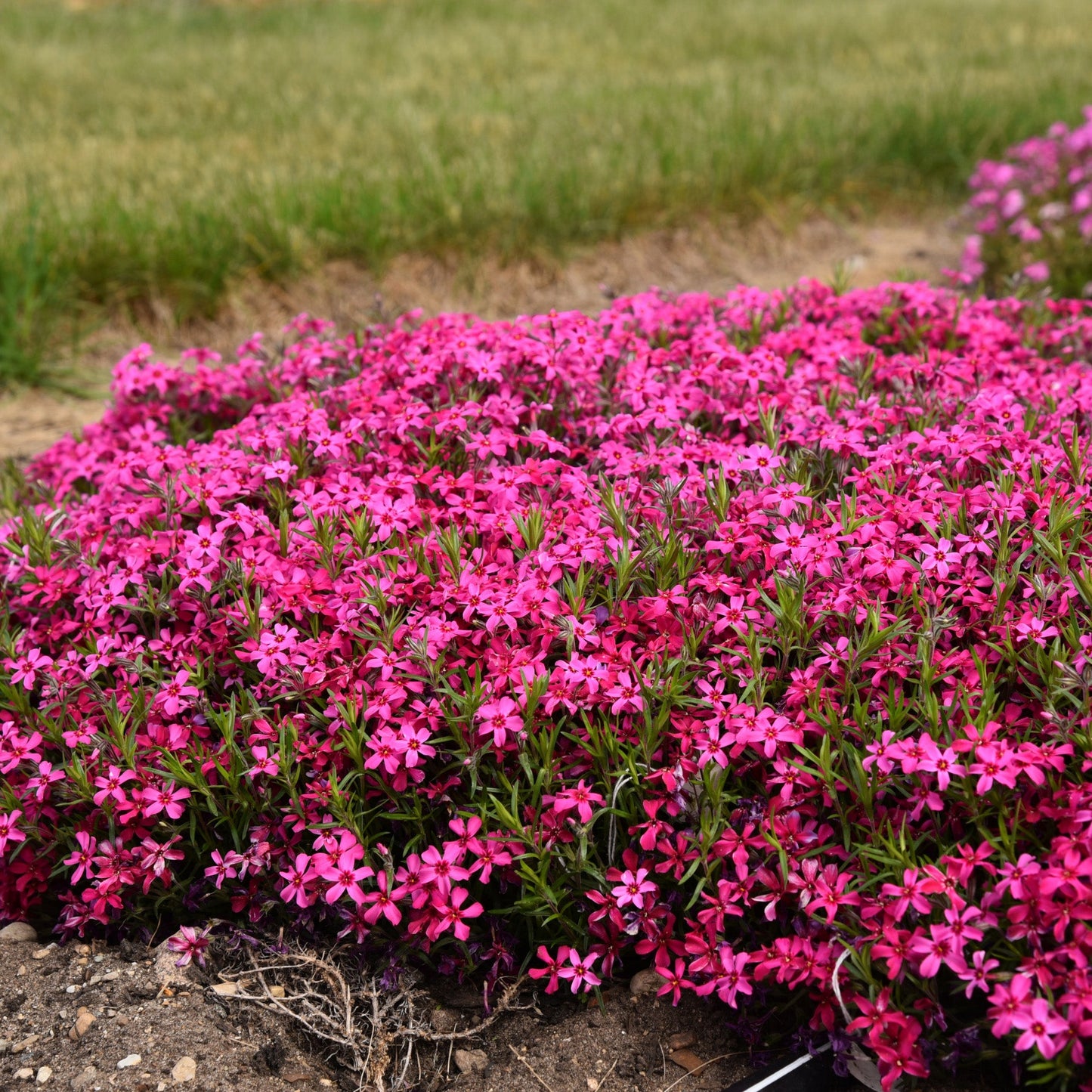 Red Wing' Creeping Phlox